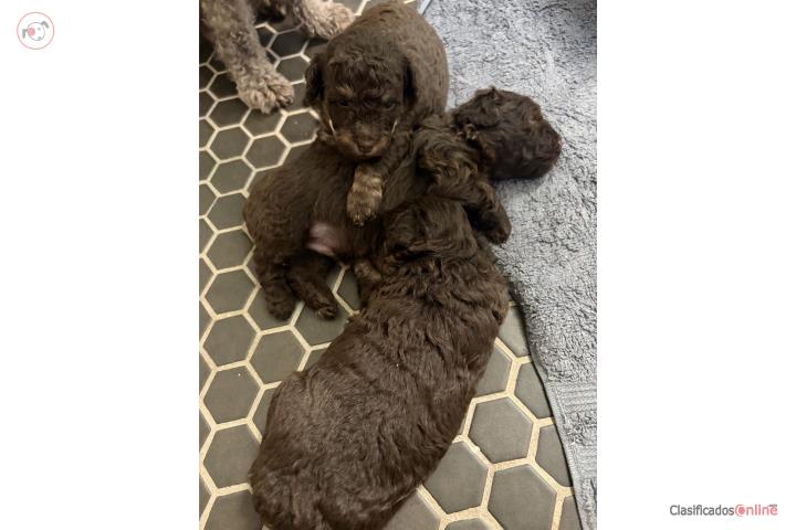 Toy poodle Puerto Rico