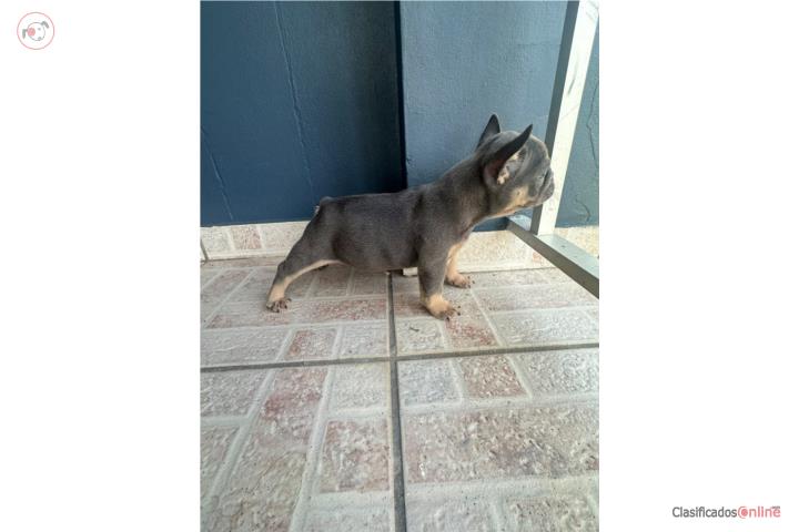 French Bulldog AKC Puerto Rico