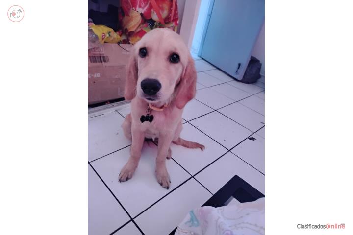 Golden retriever 3 meses hembra  Puerto Rico