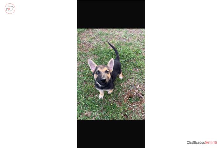 Cachorros belga malinois y german shepherd Puerto Rico