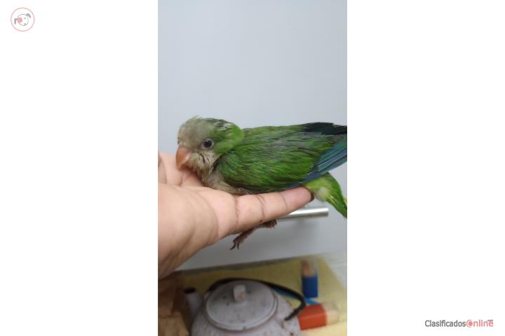 Cotorrita quaker Puerto Rico