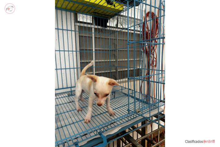 Chihuahua   Puerto Rico