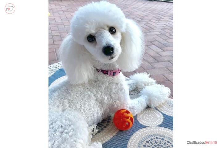 Vendo perra caniche blanca  Puerto Rico