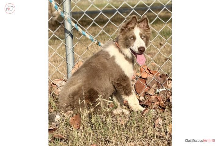 German Shepherd Hembra AKC  Puerto Rico