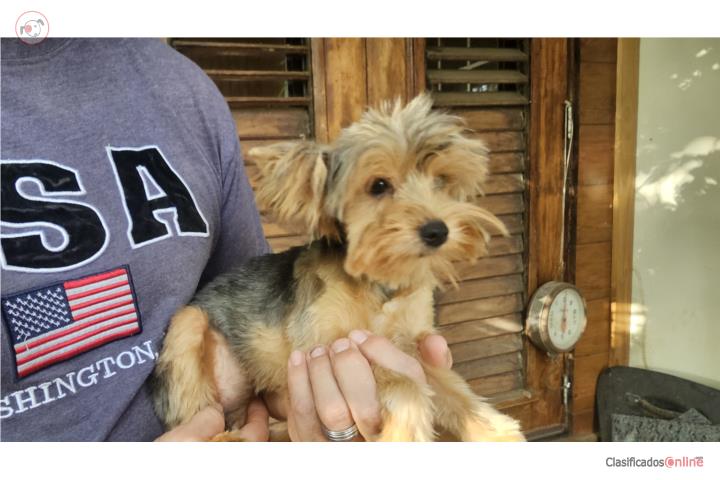 Yorkie toy hembra 10 meses  Puerto Rico