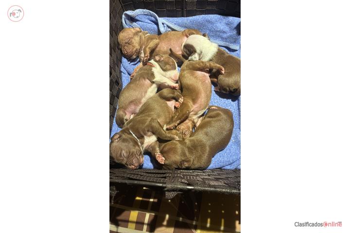 Pitbulls a  la venta  Puerto Rico