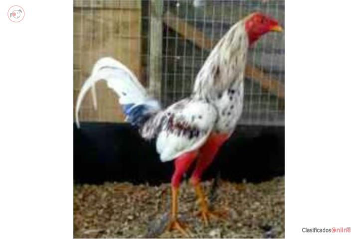 Dos padrotes probados y cuatro gallinas finas Puerto Rico