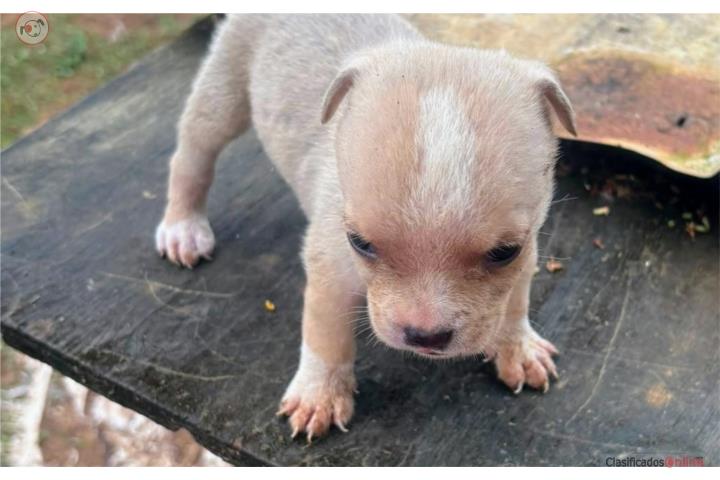 Pitbulls bully Puerto Rico