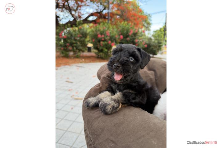 Schnauzer Mini Puerto Rico