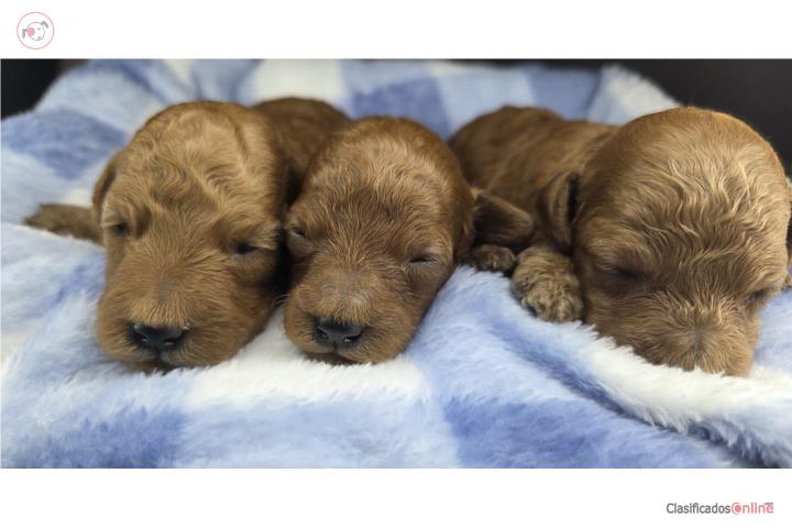 Mini poodle red con papeles AKS Puerto Rico