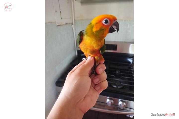 Pichon Jenday Conure 4 meses Puerto Rico