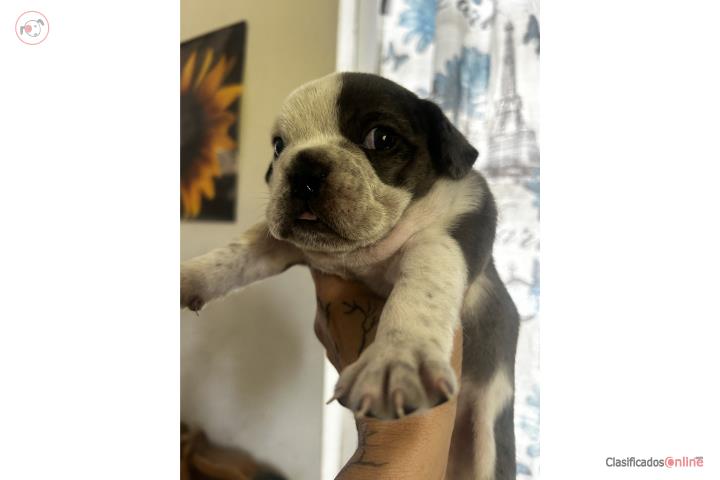 Bully Puerto Rico