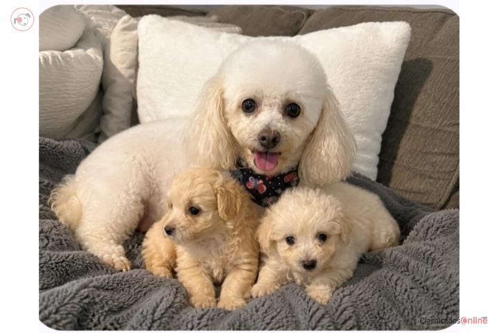 Hembras poodle Puerto Rico