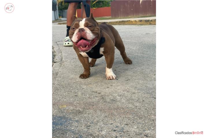 Un bully pocket  Puerto Rico