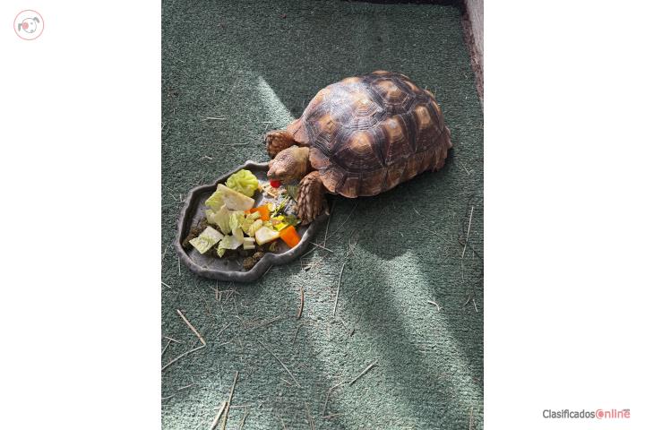 Tortuga Sulcata Hembra Puerto Rico