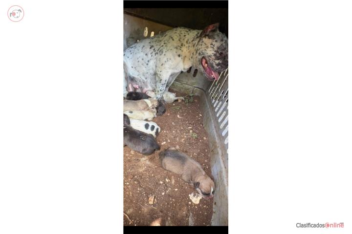 Pitbulls bully Puerto Rico