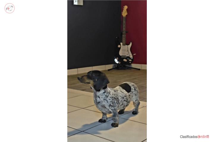 Dachshund Macho Puerto Rico