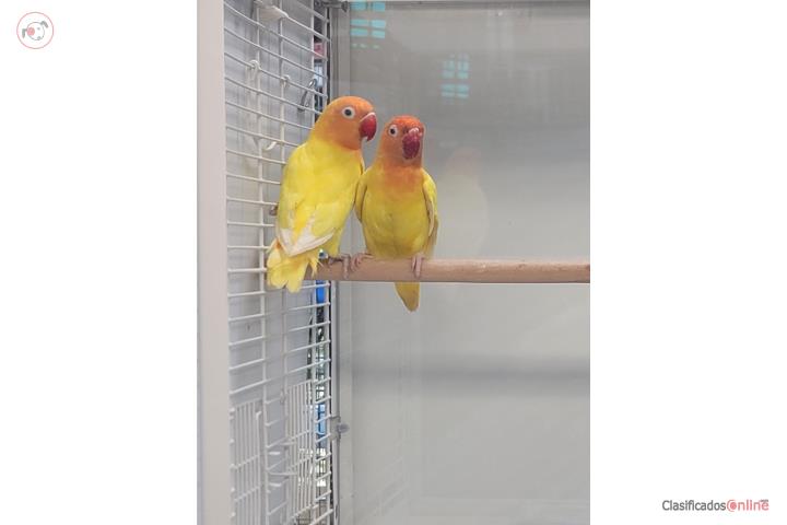 Lovebird Puerto Rico