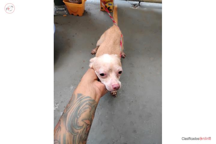 Chihuahua 1 y medio macho  Puerto Rico