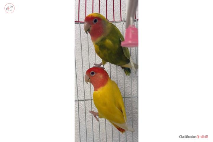 LOVEBIRDS Puerto Rico