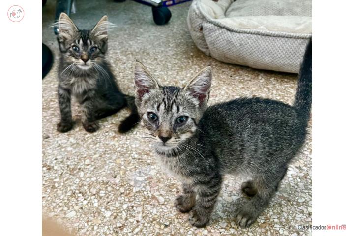 Bellos Gatitos Puerto Rico