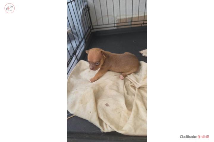 Se vende chihuahua Puerto Rico