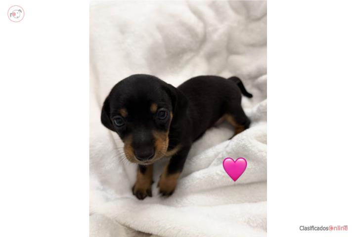 Cachorra Dachshund Black & Tan en Puerto Rico