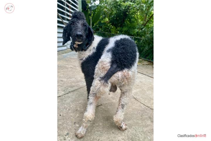Servicio Padrote  Poodle AKC Puerto Rico