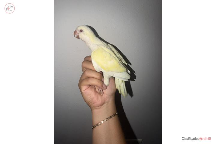 Cotorra Quaker amarillo crimino bebé  Puerto Rico