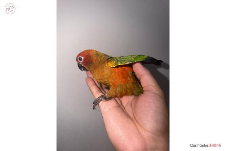 Cotorra Sonconuro red factor bebé  Puerto Rico