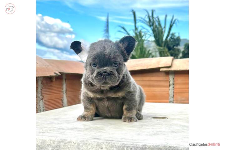 French bulldog fluffy  Puerto Rico