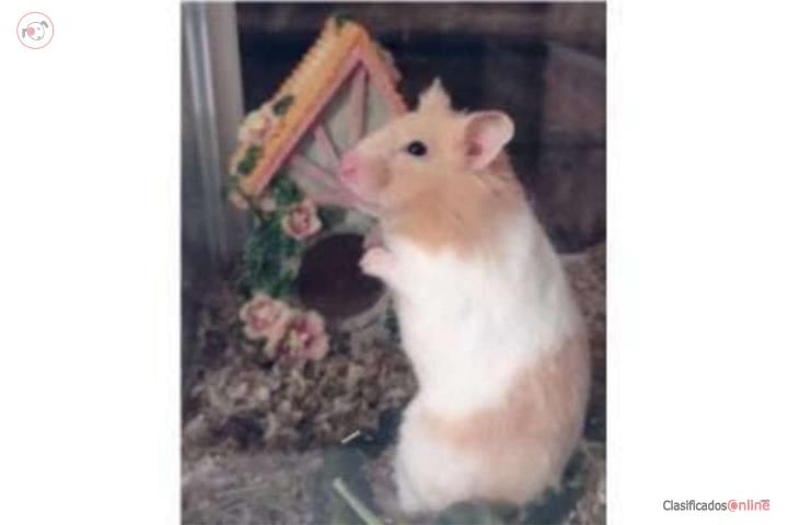 Hamster  Puerto Rico