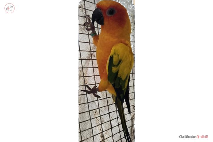 Sun conure  Puerto Rico