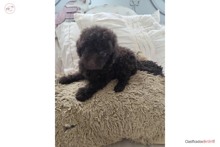 Toy Poodle Machos color chocolate Papeles AKC Puerto Rico