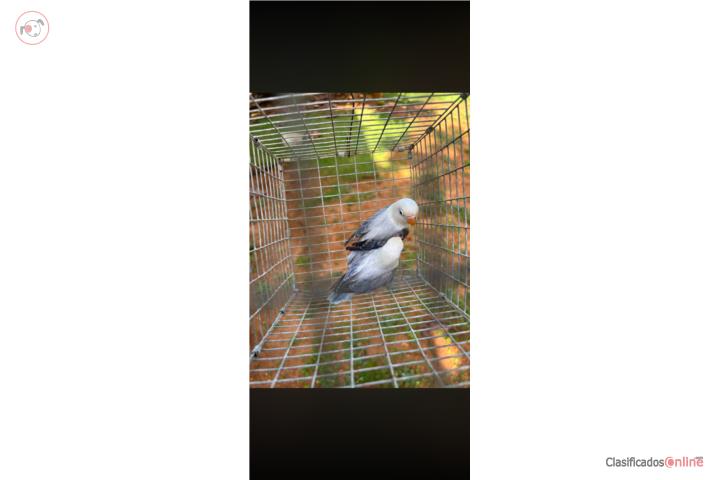 Disponible lovebirds opalinos Puerto Rico