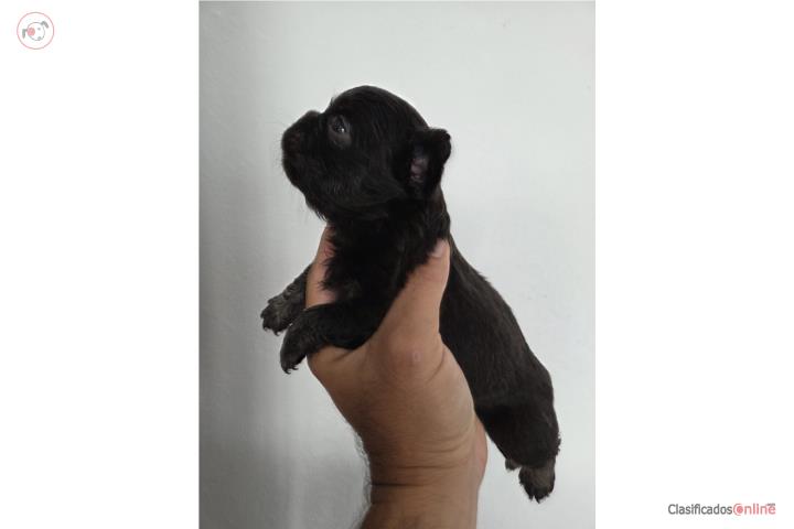 French Bulldog Hembra Fluffy  Puerto Rico