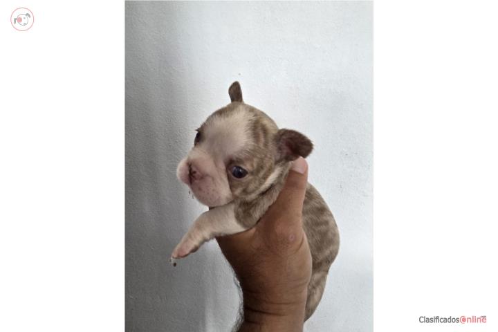 French Bulldog Hembra  Puerto Rico