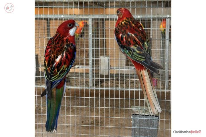 Pareja de Rosellas Puerto Rico