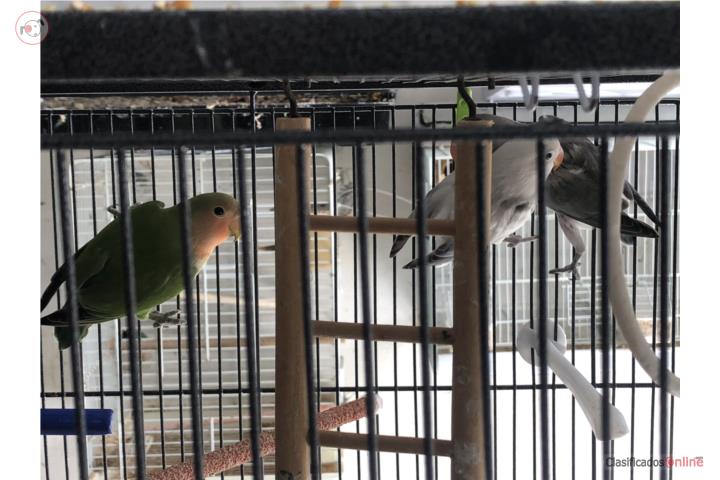 Lovebird Puerto Rico