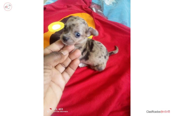 Chihuahua Merle nena Puerto Rico
