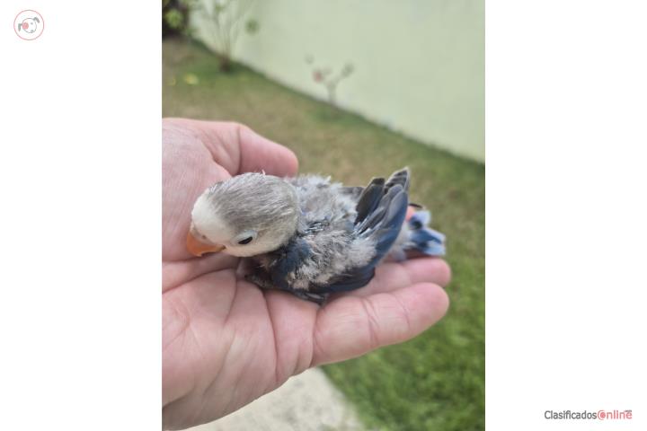 Lovebird para criar a mano Puerto Rico