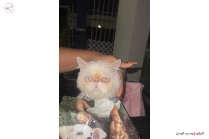 Gatito persa Puerto Rico