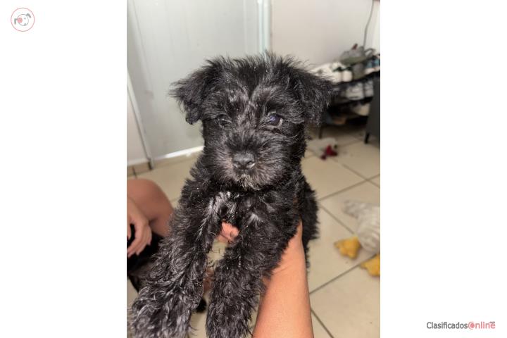 Mini Schnauzer en Venta Puerto Rico