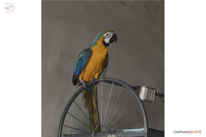Guacamayo macho Puerto Rico