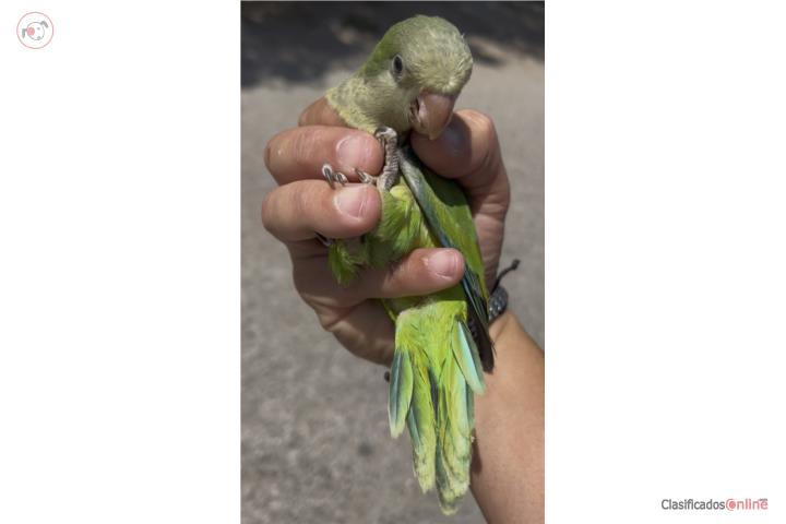 Quaker bebes handfeed  Puerto Rico