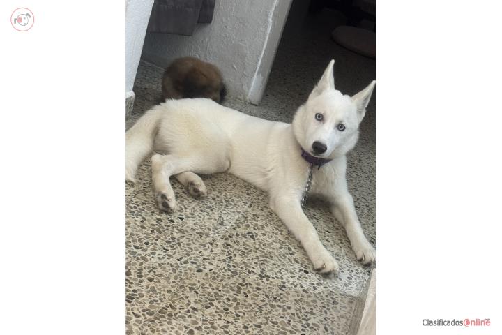 Siberian husky Puerto Rico