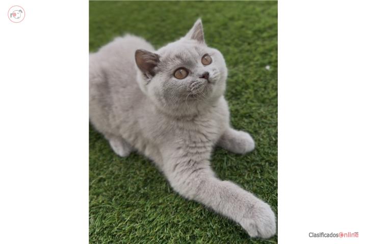 British Shorthair Puerto Rico