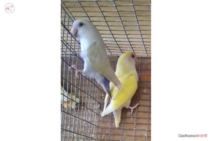 Pareja de lovebir en postura macho portador  Puerto Rico
