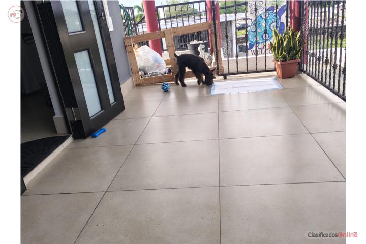 Schnauzer mini Puerto Rico