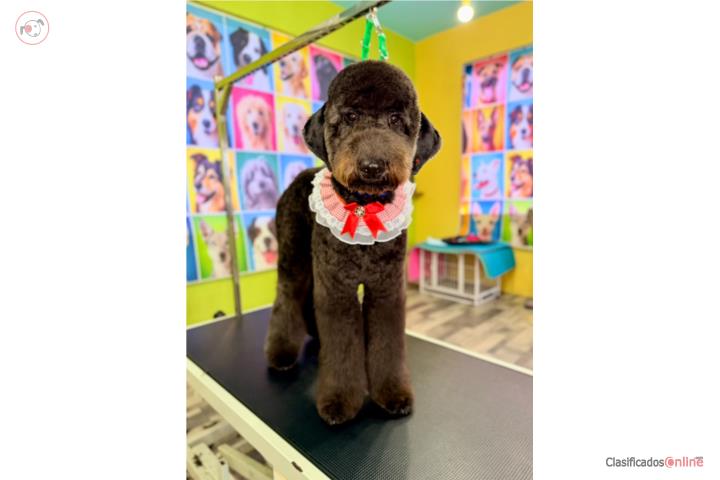 Goldendoodle Nena Puerto Rico